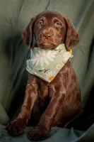 clover (lime), a female Labradoodle for sale in Deepwater, MO – Photo 3 of 10