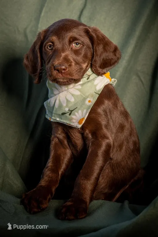 clover (lime) – Labradoodle puppy for sale in Deepwater, MO