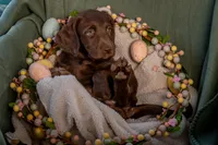 clover (lime), a female Labradoodle for sale in Deepwater, MO – Photo 7 of 10