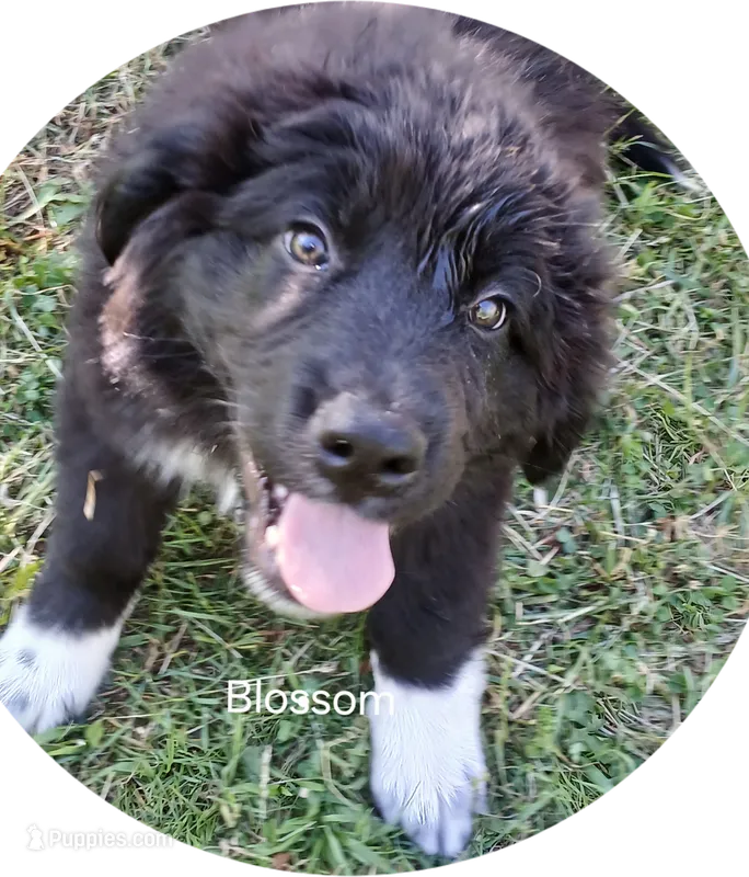 Blossom – Great Pyrenees, Newfoundland puppy for sale in Rogersville, TN