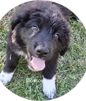 Blossom, a female Great Pyrenees and Newfoundland for sale in Rogersville, TN – 1 of 1