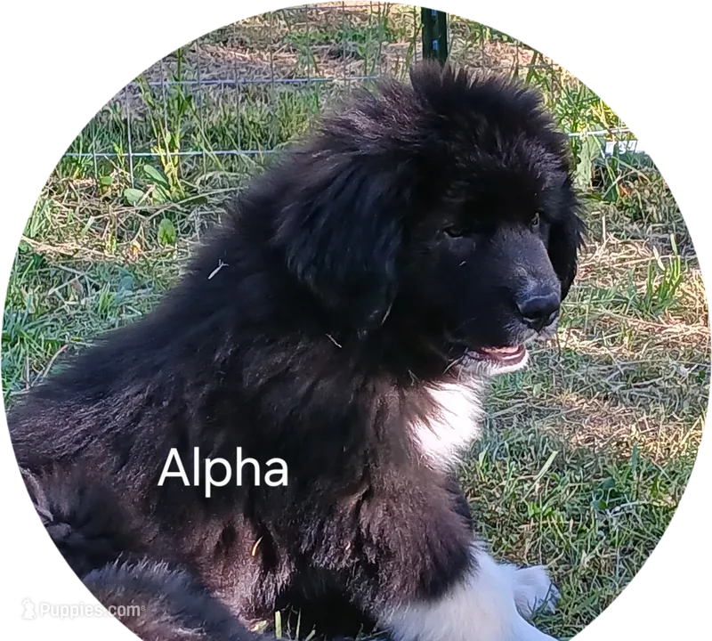 Alpha – Great Pyrenees, Newfoundland puppy for sale in Rogersville, TN