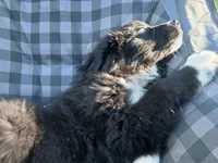 Romeo 2, a male Great Pyrenees and Newfoundland for sale in Rogersville, TN – 1 of 1