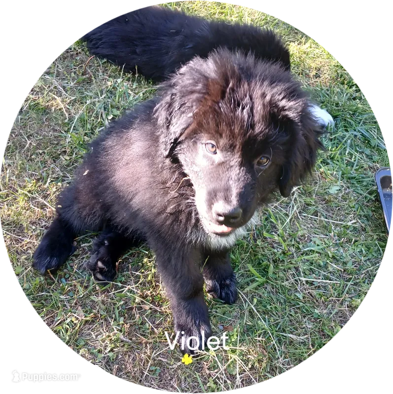 Violet – Great Pyrenees, Newfoundland puppy for sale in Rogersville, TN