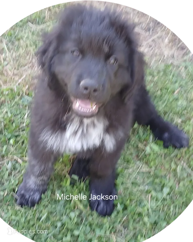 Michelle Jackson – Great Pyrenees, Newfoundland puppy for sale in Rogersville, TN