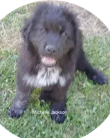 Michelle Jackson, a female Great Pyrenees and Newfoundland for sale in Rogersville, TN – 1 of 2
