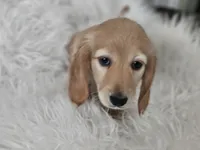 Honey , a female Miniature Dachshund for sale in Summerville, SC – 3 of 7