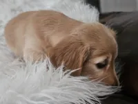 Honey , a female Miniature Dachshund for sale in Summerville, SC – 7 of 7