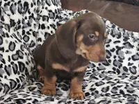 Biscuit , a male Miniature Dachshund for sale in Summerville, SC – 3 of 5