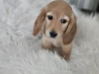 Honey , a female Miniature Dachshund for sale in Summerville, SC – 2 of 7