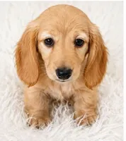Honey , a female Miniature Dachshund for sale in Summerville, SC – 1 of 7