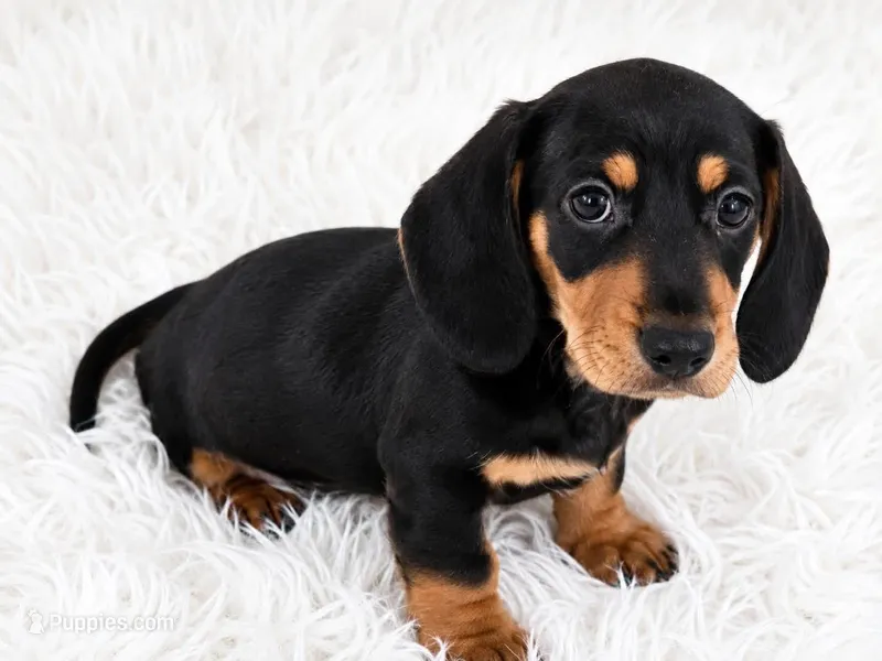 Peaches – Miniature Dachshund puppy for sale in Summerville, SC