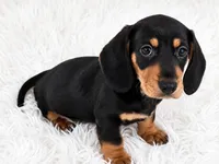 Peaches, a female Miniature Dachshund for sale in Summerville, SC – 1 of 3