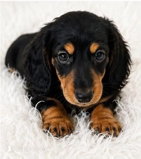 Maple – Miniature Dachshund puppy for sale in Summerville, SC