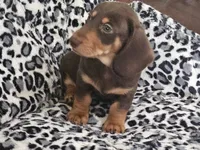 Biscuit , a male Miniature Dachshund for sale in Summerville, SC – 2 of 5