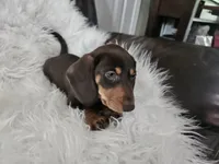 Biscuit , a male Miniature Dachshund for sale in Summerville, SC – 5 of 5