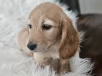 Honey , a female Miniature Dachshund for sale in Summerville, SC – 6 of 7