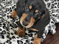Peaches, a female Miniature Dachshund for sale in Summerville, SC – 2 of 3