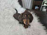 Biscuit , a male Miniature Dachshund for sale in Summerville, SC – 4 of 5