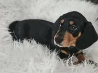 Waffles, a male Miniature Dachshund for sale in Summerville, SC – 2 of 3