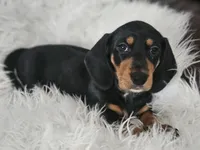 Waffles, a male Miniature Dachshund for sale in Summerville, SC – 3 of 3