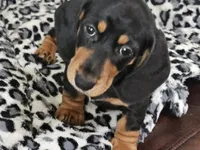 Peaches, a female Miniature Dachshund for sale in Summerville, SC – 3 of 3