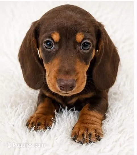 Biscuit  – Miniature Dachshund puppy for sale in Summerville, SC