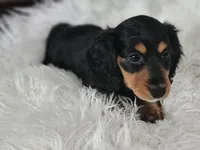 Maple, a female Miniature Dachshund for sale in Summerville, SC – 2 of 2