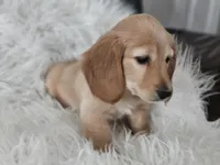 Honey , a female Miniature Dachshund for sale in Summerville, SC – 5 of 7