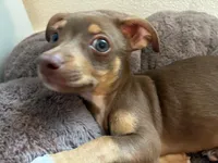Draco, a male Chihuahua for sale in Garland, TX – 2 of 7