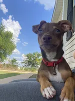 Draco, a male Chihuahua for sale in Garland, TX – 5 of 7