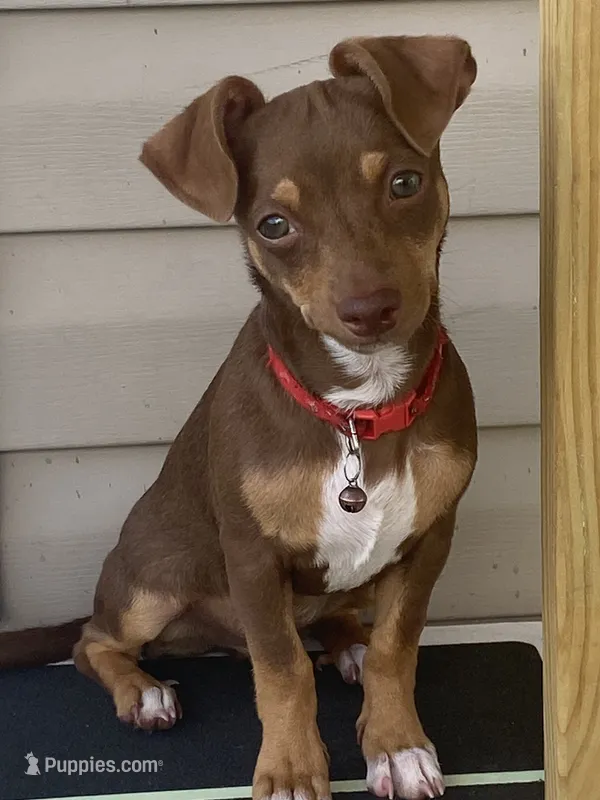 Draco – Chihuahua puppy for sale in Garland, TX