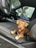 Draco, a male Chihuahua for sale in Garland, TX – 6 of 7