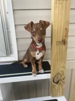 Draco, a male Chihuahua for sale in Garland, TX – 4 of 7