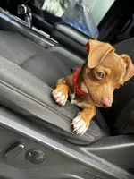 Draco, a male Chihuahua for sale in Garland, TX – 3 of 7