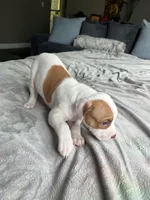 Spot, a female American Staffordshire Terrier and American Pit Bull Terrier for sale in Boston, MA – 4 of 6
