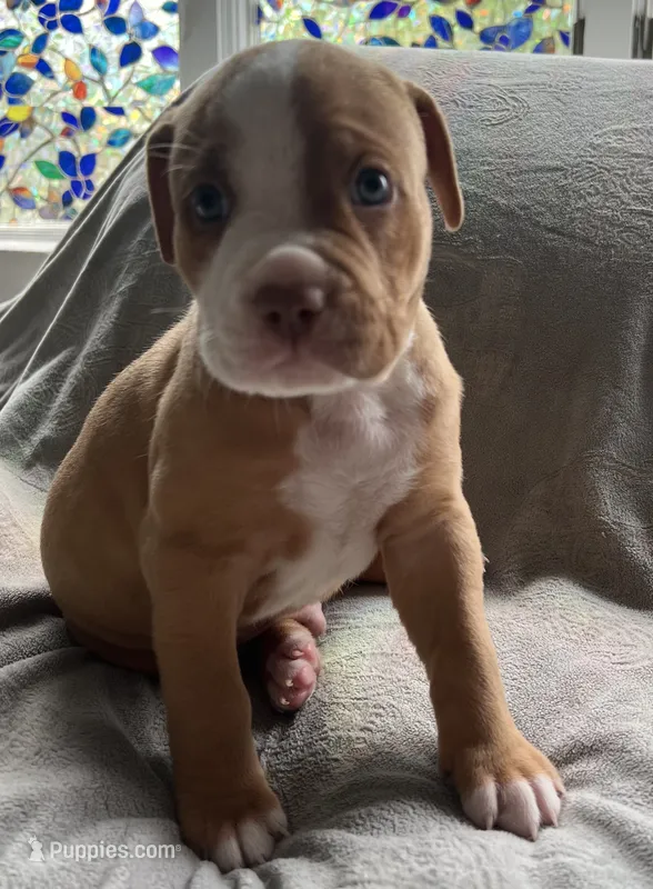 Carmelo , a male American Staffordshire Terrier and American Pit Bull Terrier for sale in Boston, MA – 1 of 4
