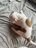 Spot, a female American Staffordshire Terrier and American Pit Bull Terrier for sale in Boston, MA – 5 of 6