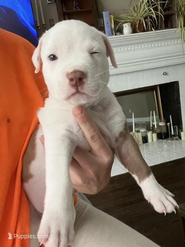 Puzzle  – American Staffordshire Terrier, American Pit Bull Terrier puppy for sale in Boston, MA