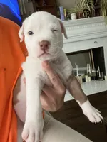 Puzzle , a male American Staffordshire Terrier and American Pit Bull Terrier for sale in Boston, MA – 1 of 6