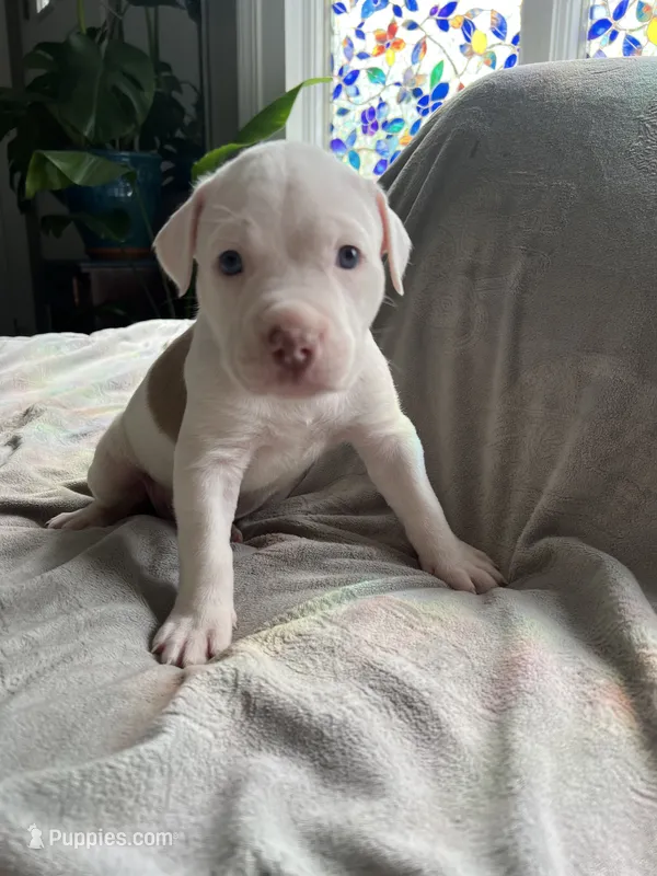 Angelo – American Staffordshire Terrier, American Pit Bull Terrier puppy for sale in Boston, MA