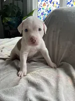 Angelo, a male American Staffordshire Terrier and American Pit Bull Terrier for sale in Boston, MA – 1 of 6