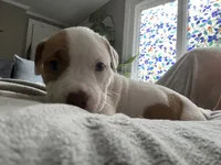Spot, a female American Staffordshire Terrier and American Pit Bull Terrier for sale in Boston, MA – 6 of 6