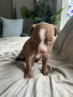 Oscar, a male American Staffordshire Terrier and American Pit Bull Terrier for sale in Boston, MA – 4 of 5