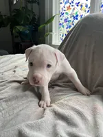 Angelo, a male American Staffordshire Terrier and American Pit Bull Terrier for sale in Boston, MA – 4 of 6