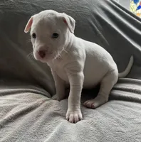 Bella, a female American Staffordshire Terrier and American Pit Bull Terrier for sale in Boston, MA – 1 of 5