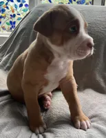 Carmelo , a male American Staffordshire Terrier and American Pit Bull Terrier for sale in Boston, MA – 4 of 4