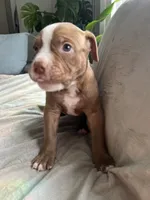 Oscar, a male American Staffordshire Terrier and American Pit Bull Terrier for sale in Boston, MA – 3 of 5