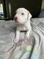 Spot, a female American Staffordshire Terrier and American Pit Bull Terrier for sale in Boston, MA – 1 of 6