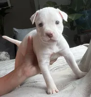 Bella, a female American Staffordshire Terrier and American Pit Bull Terrier for sale in Boston, MA – 2 of 5